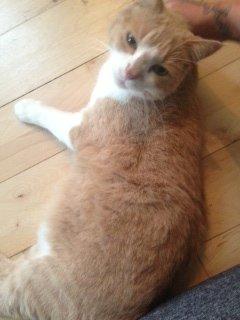 Huskat Simba billede 2