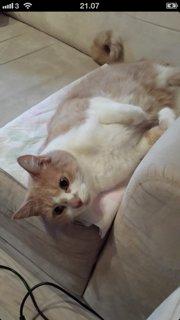 Huskat Simba billede 3