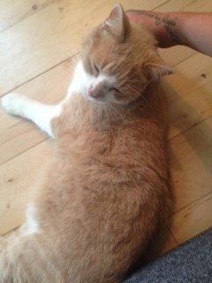 Huskat Simba billede 4