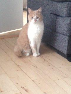 Huskat Simba billede 1