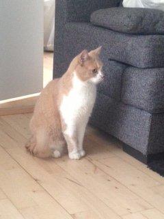 Huskat Simba billede 5