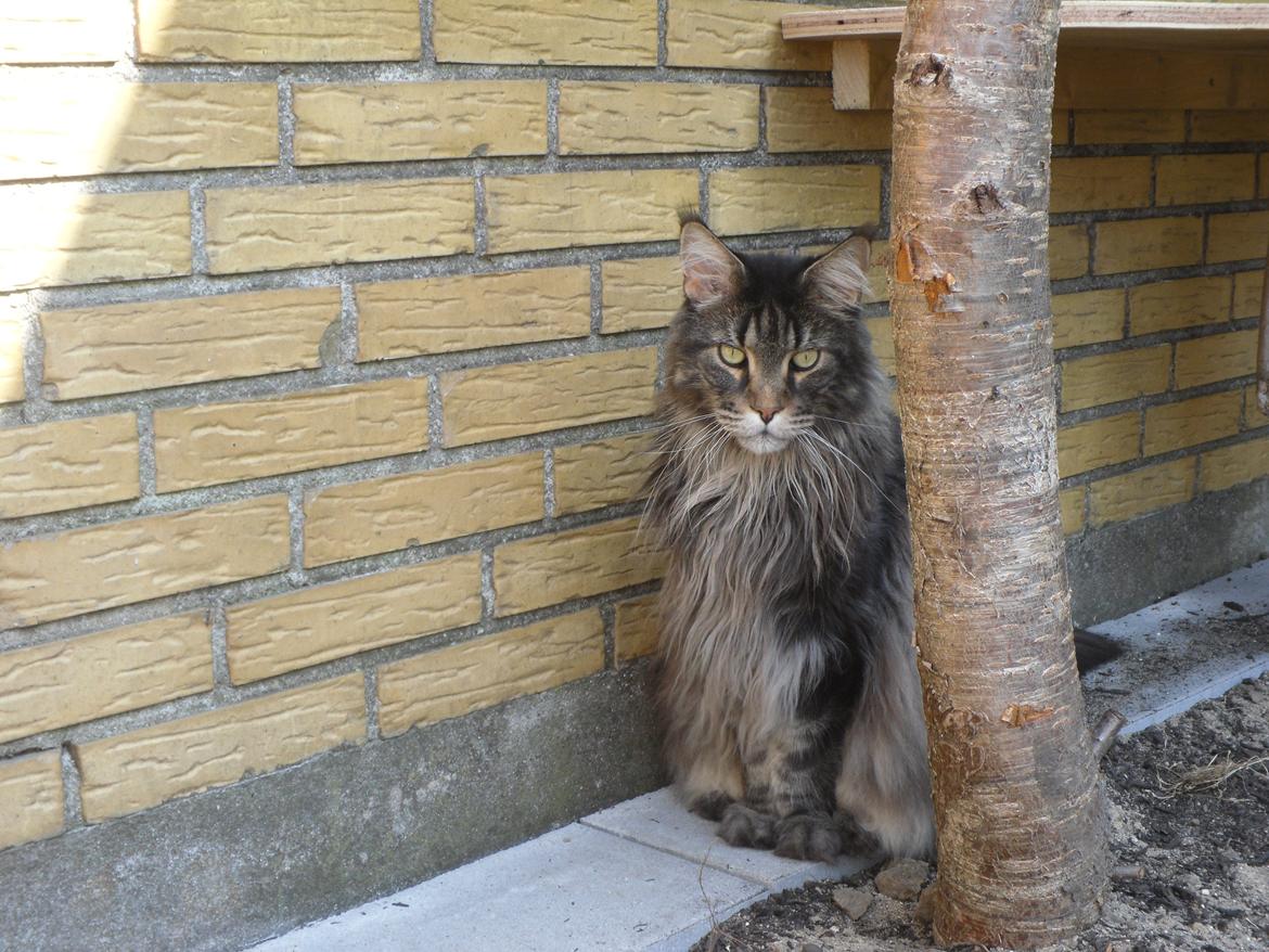 Maine Coon obelix Himmelkat billede 21