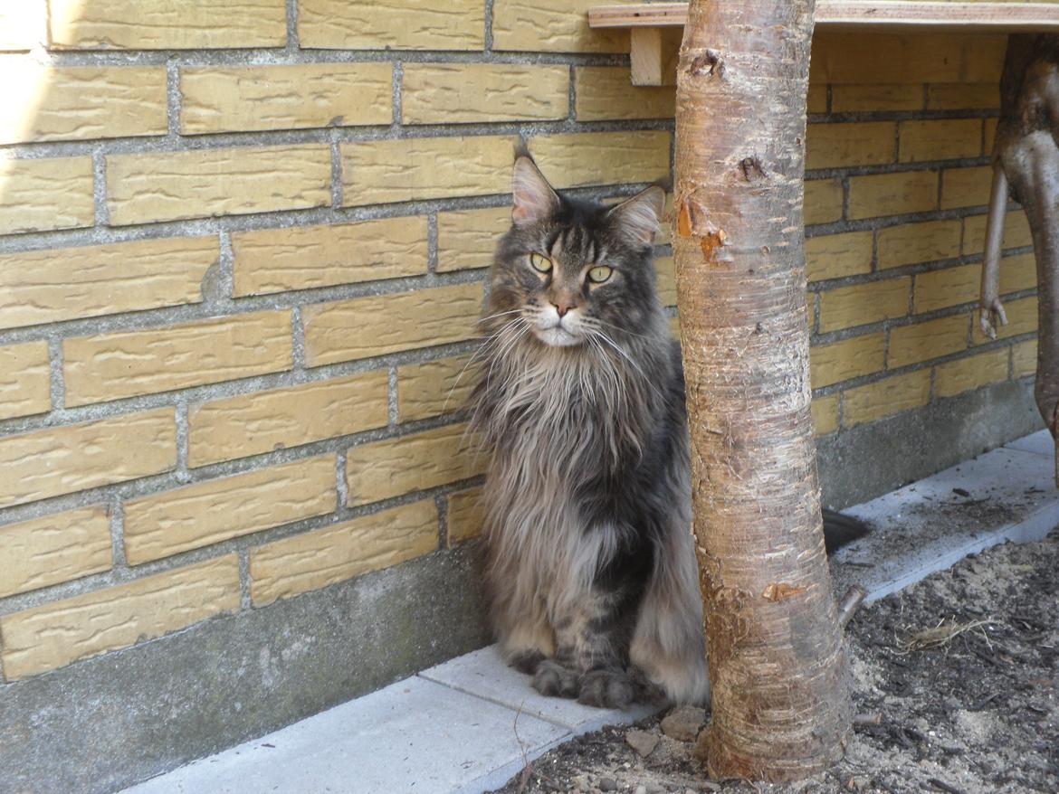 Maine Coon obelix Himmelkat billede 22