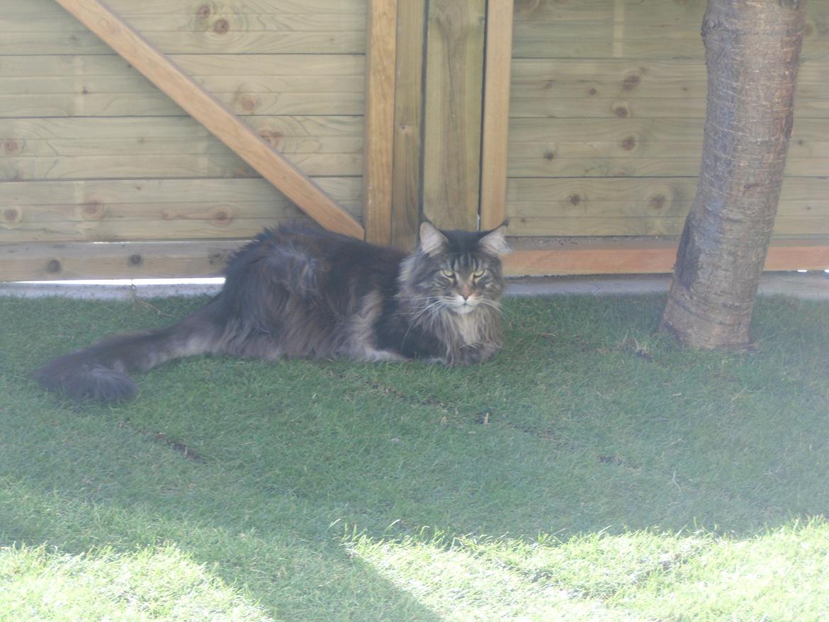 Maine Coon obelix Himmelkat billede 24