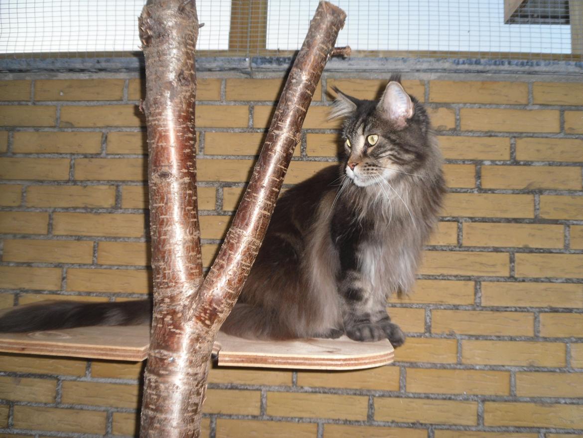 Maine Coon obelix Himmelkat billede 27