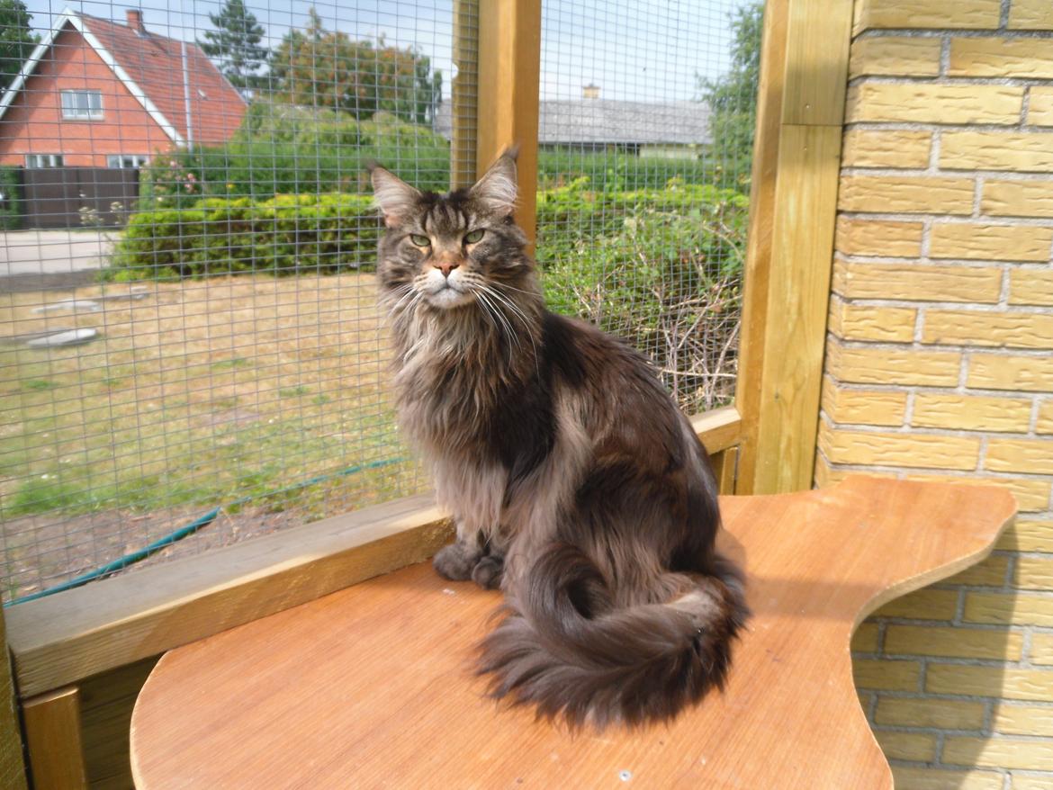 Maine Coon obelix Himmelkat billede 29