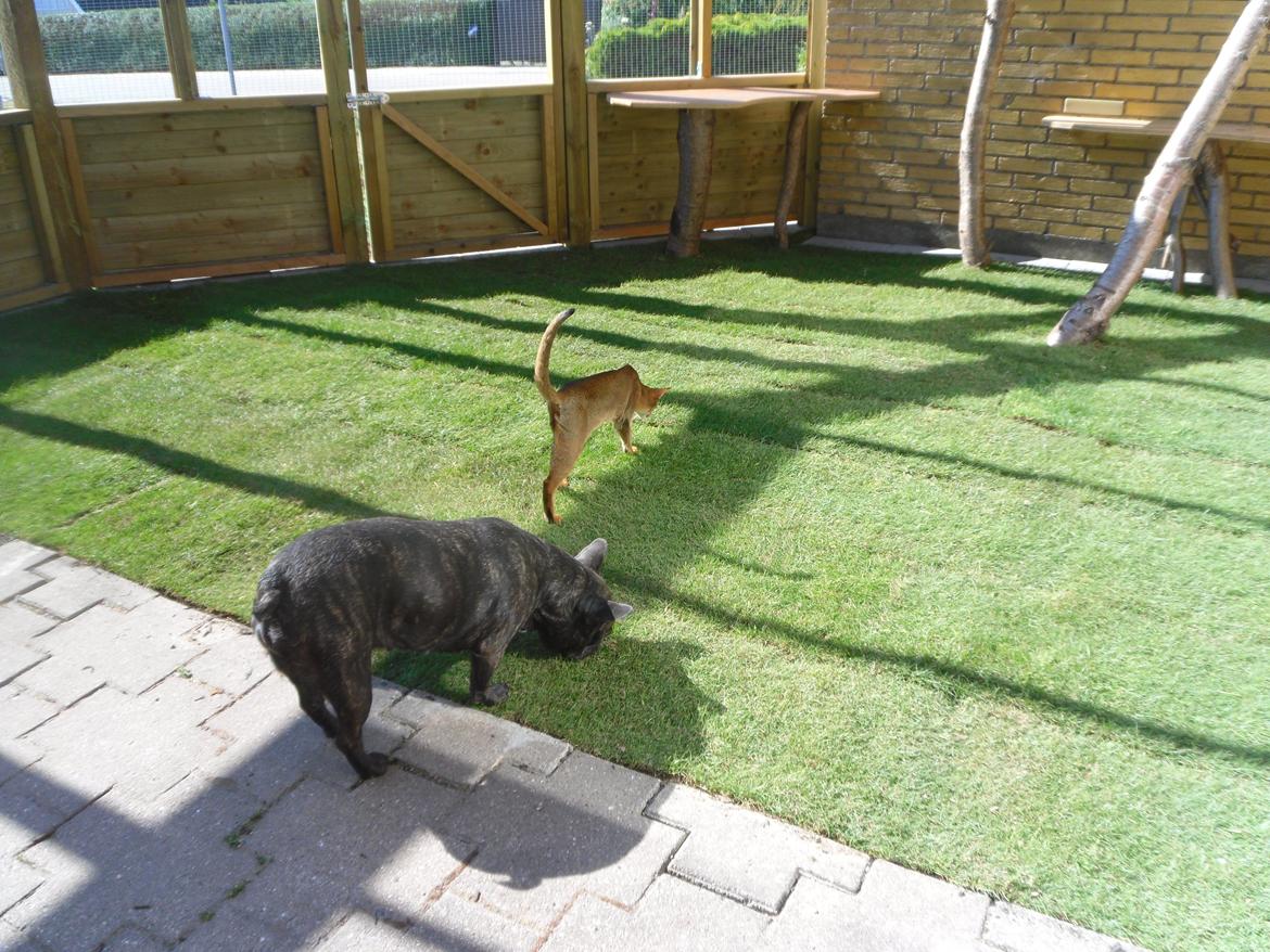 Abyssinier Orlando (Himmelkat) billede 31