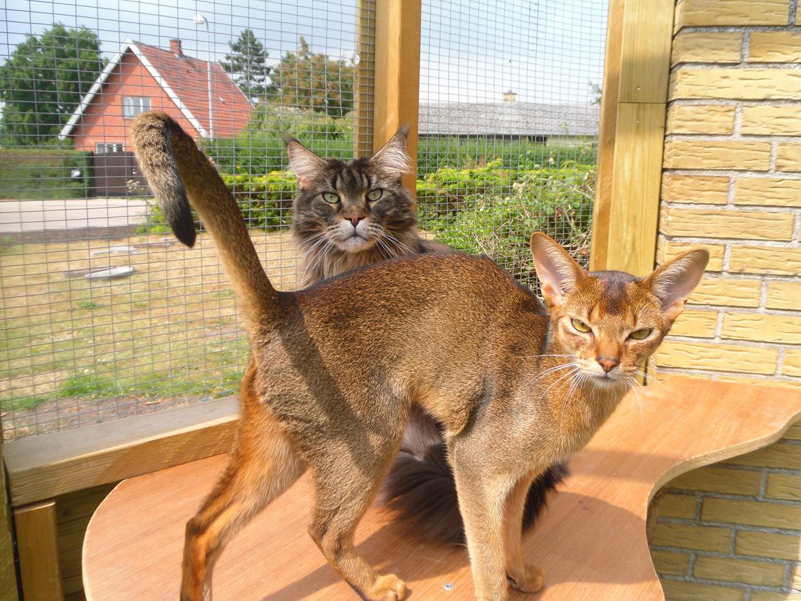 Abyssinier Orlando (Himmelkat) billede 35