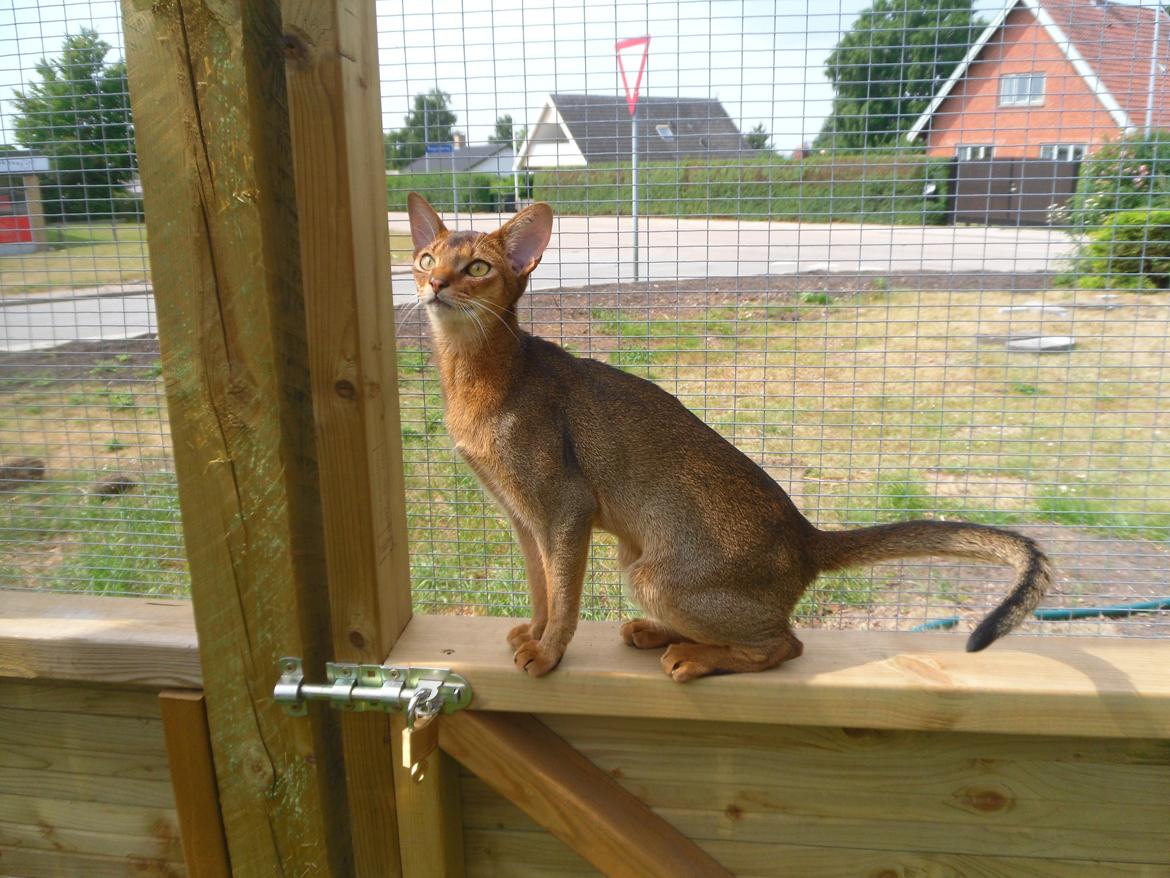 Abyssinier Orlando (Himmelkat) billede 36