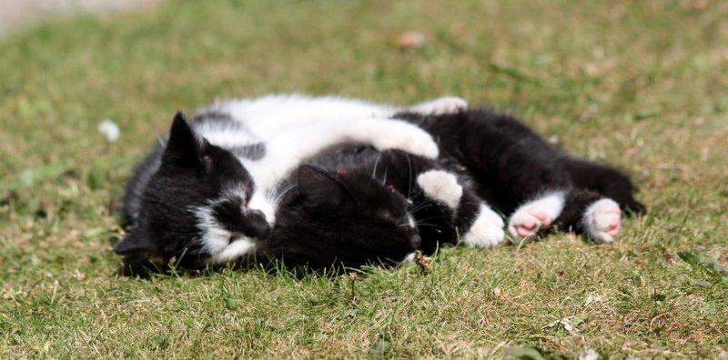 Huskat Gizmo - Gizmo sammen med den anden han killing Miv 
Det er rigtige venner  billede 6