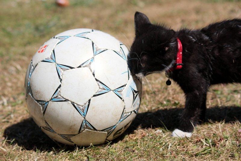 Huskat Gizmo - stor Boldt  billede 8