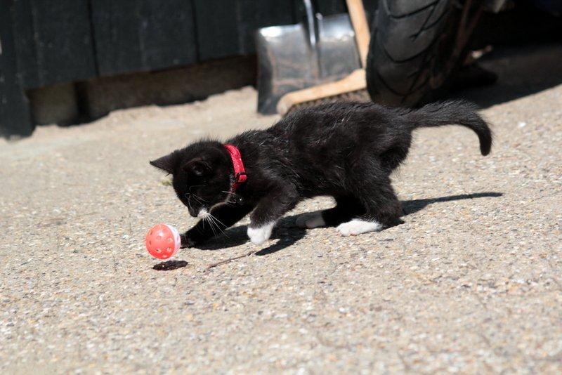 Huskat Gizmo billede 10