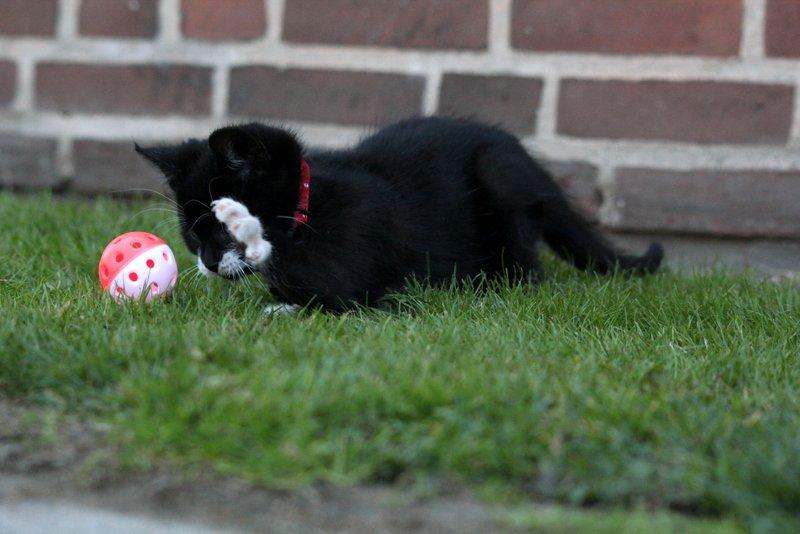 Huskat Gizmo billede 11