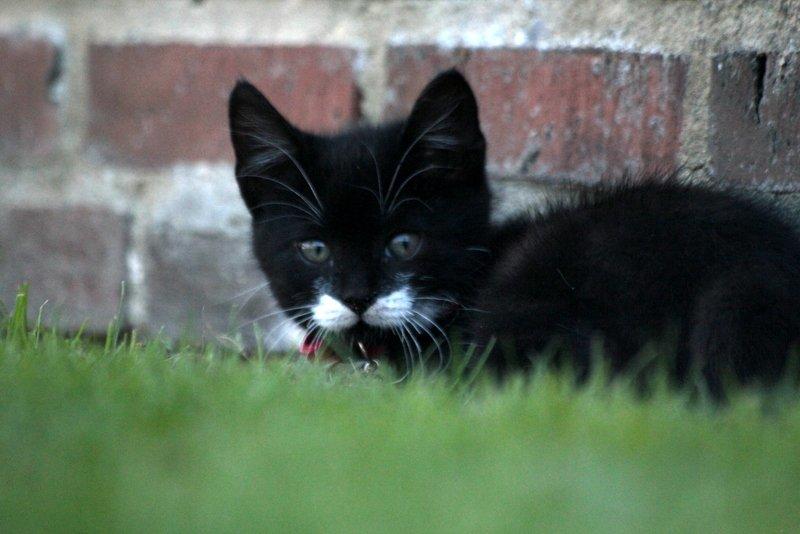 Huskat Gizmo billede 12