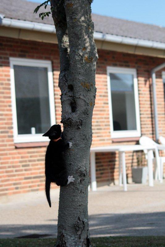 Huskat Gizmo - det med at klatre i træer er lidt spændene men også lidt svært ;P  billede 9