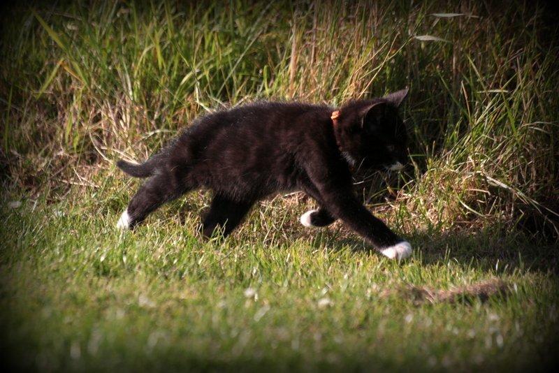 Huskat Gizmo billede 2