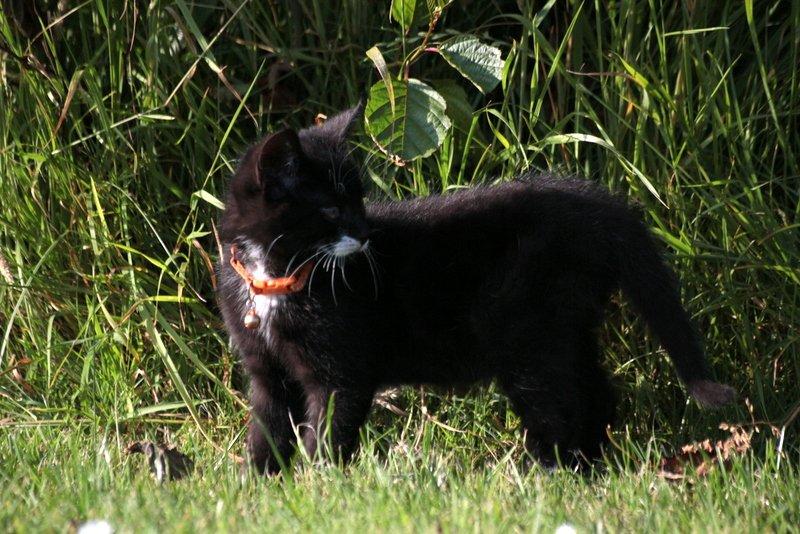 Huskat Gizmo billede 1