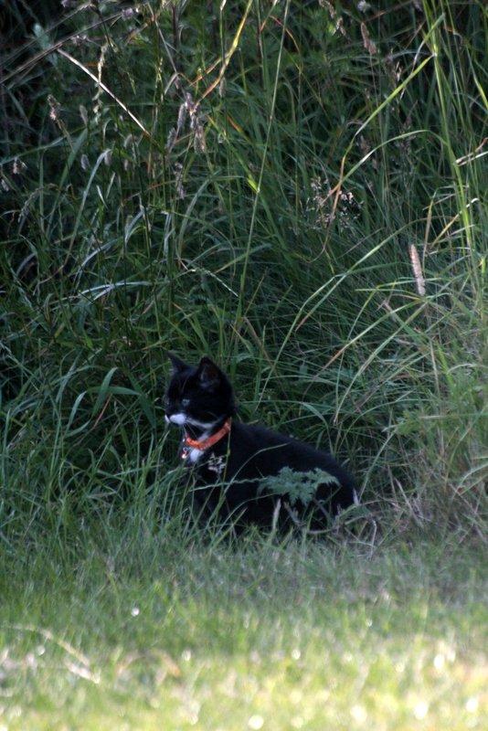 Huskat Gizmo billede 13