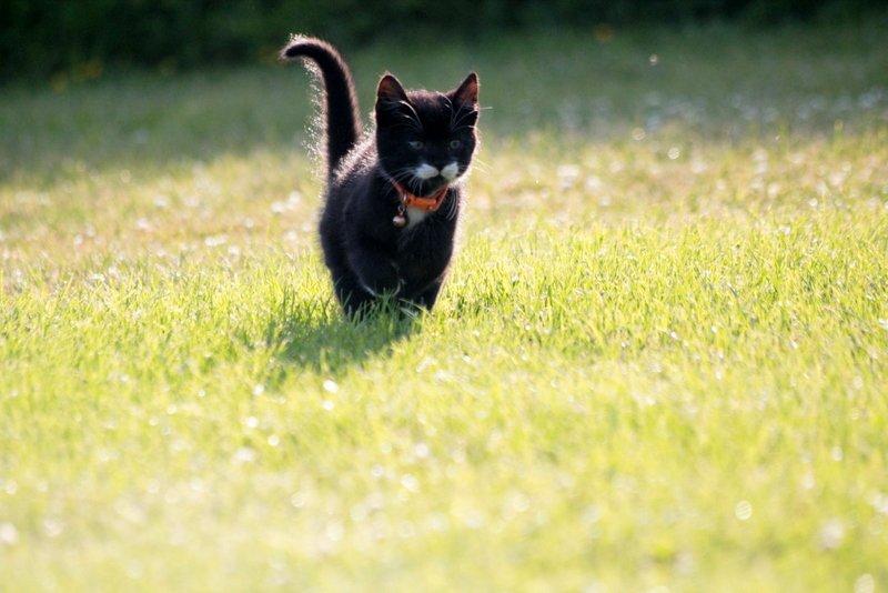 Huskat Gizmo billede 7