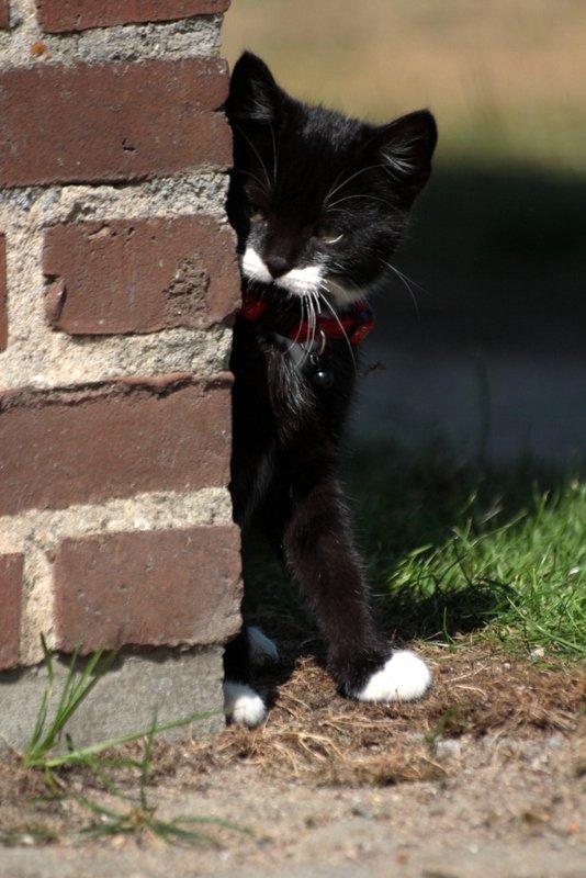 Huskat Gizmo billede 14