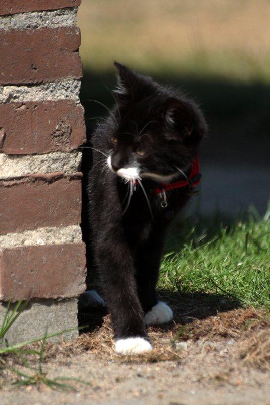 Huskat Gizmo billede 5