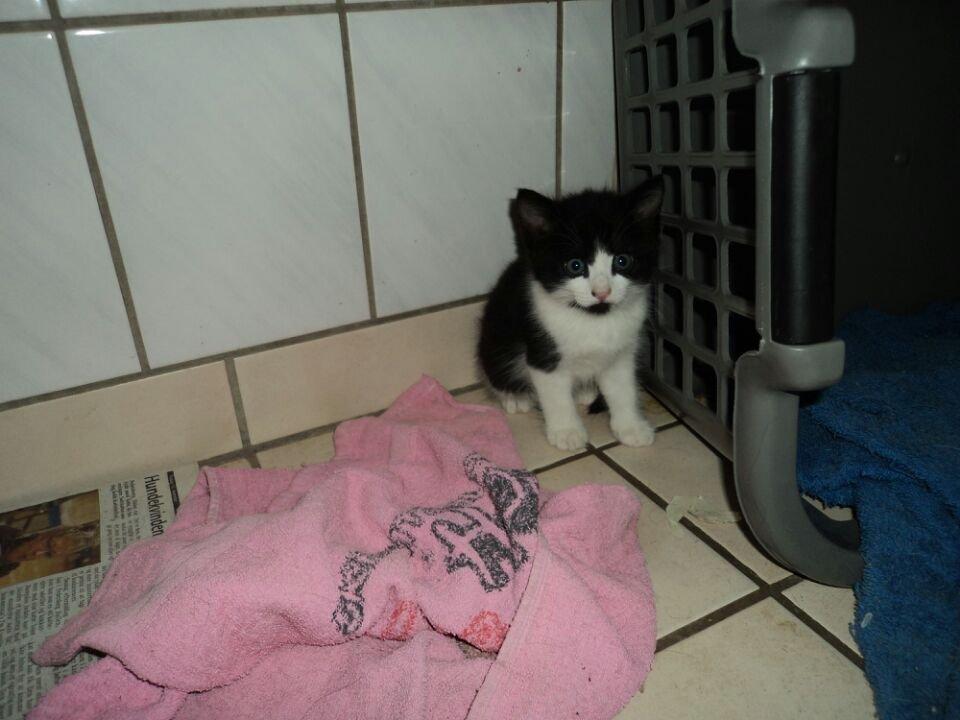 Huskat Misse - Misse som baby billede 2