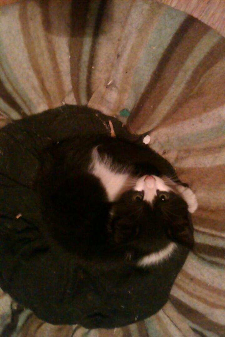 Huskat Misse billede 3