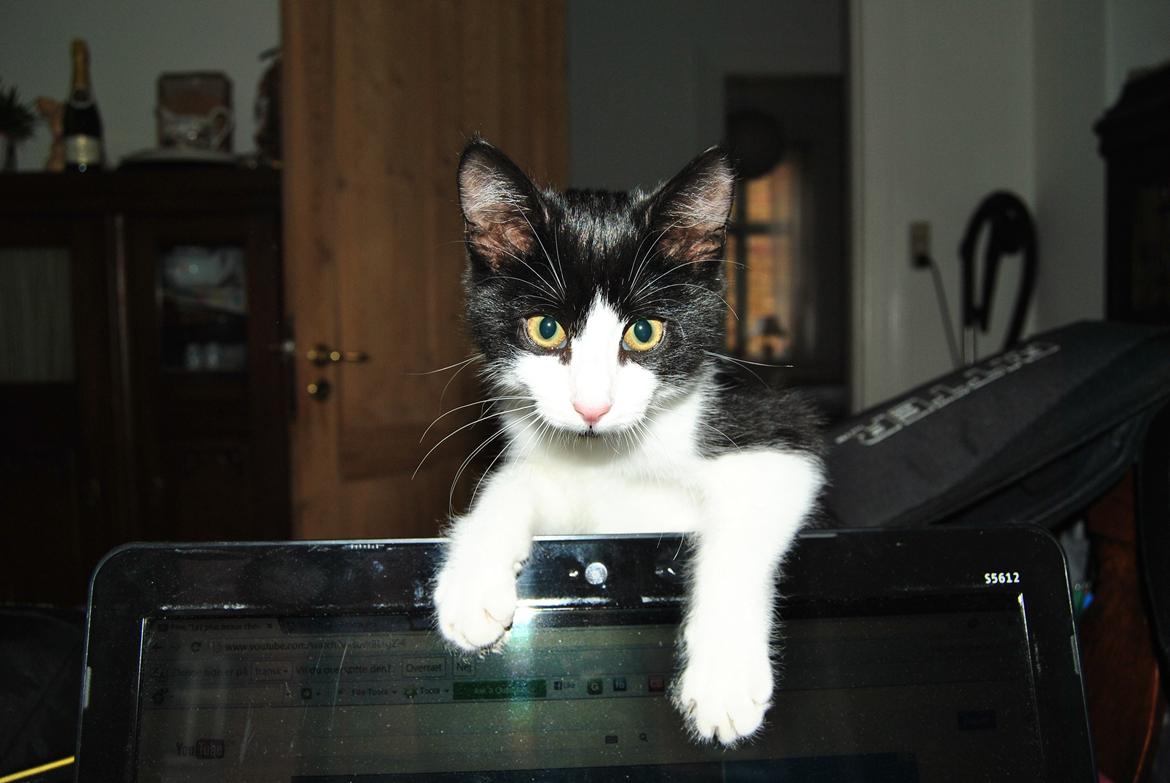 Huskat Misse billede 4