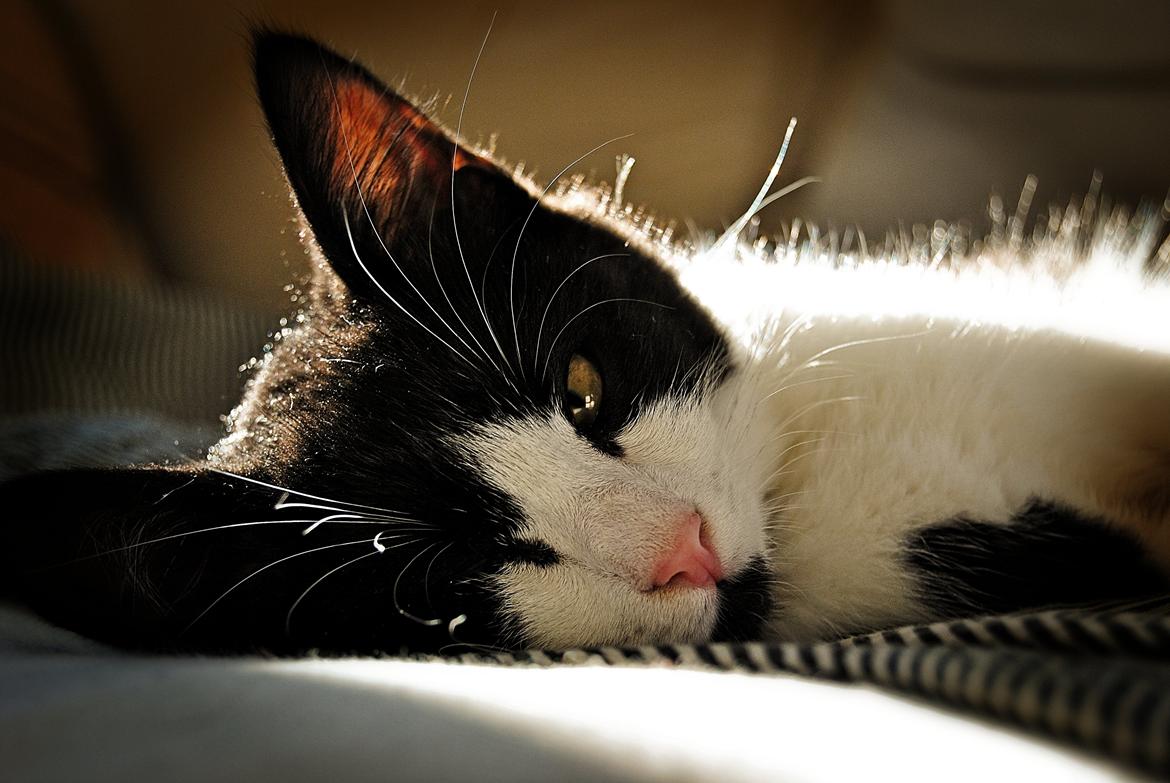 Huskat Misse billede 1