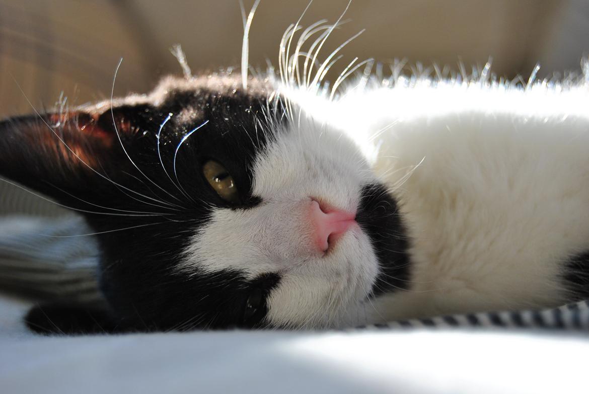 Huskat Misse billede 5