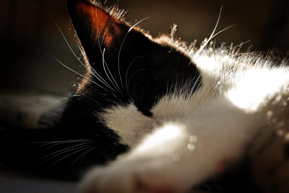 Huskat Misse billede 6