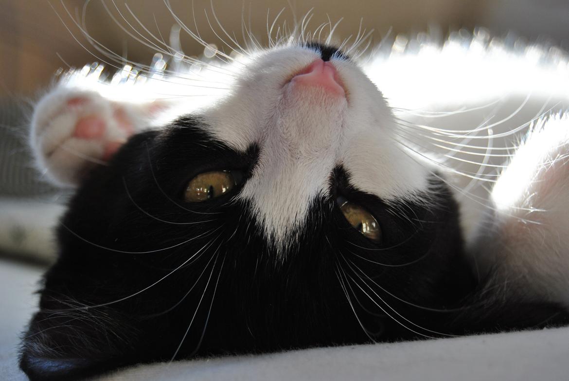 Huskat Misse billede 8