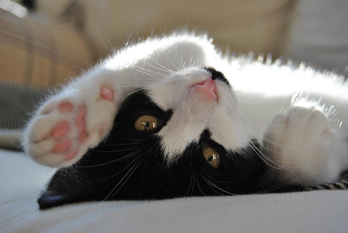 Huskat Misse billede 10