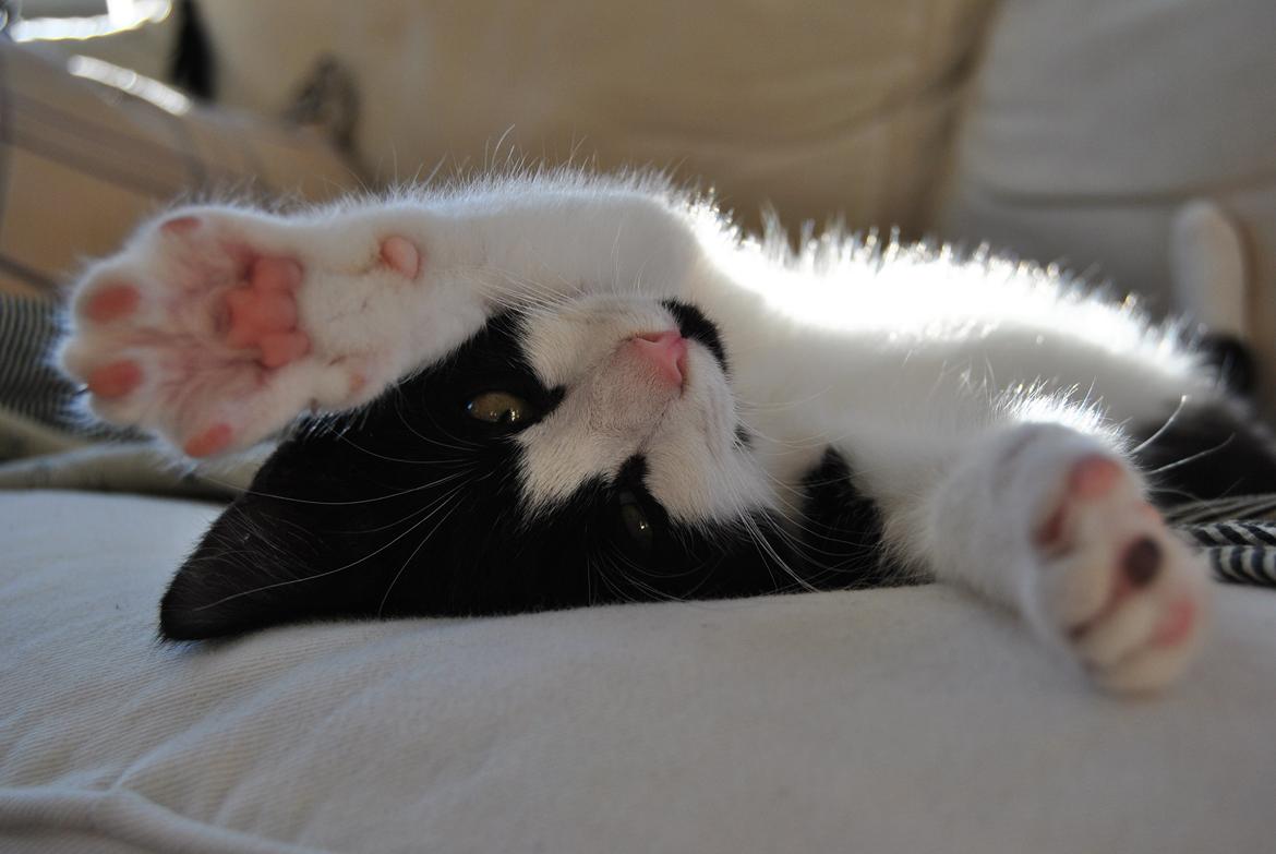 Huskat Misse billede 12