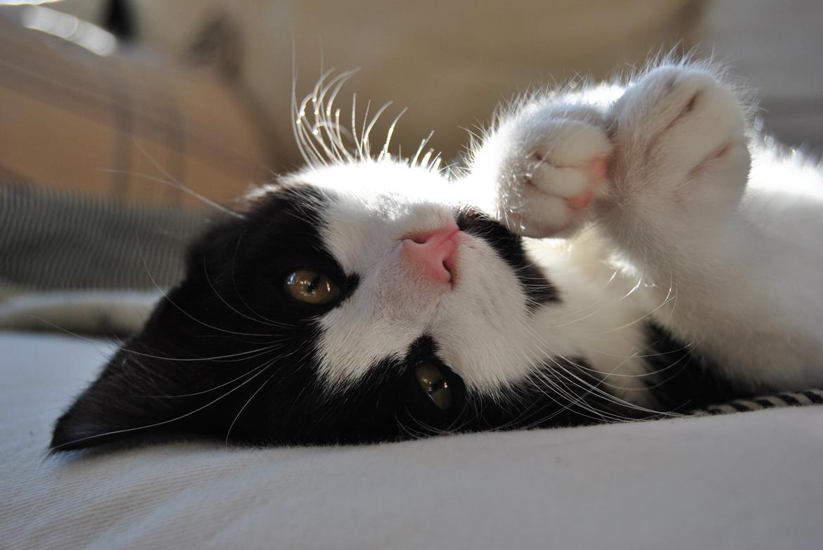 Huskat Misse billede 14