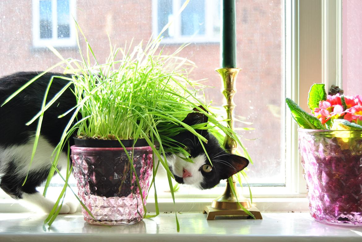 Huskat Misse billede 15