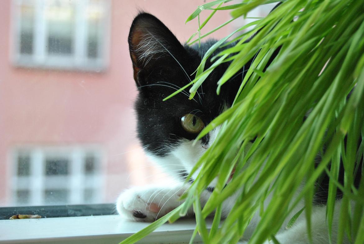 Huskat Misse billede 11