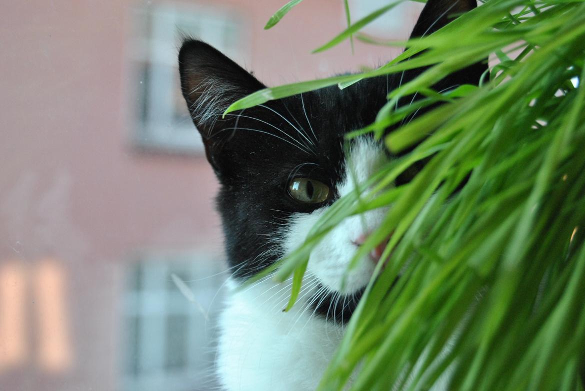 Huskat Misse billede 13