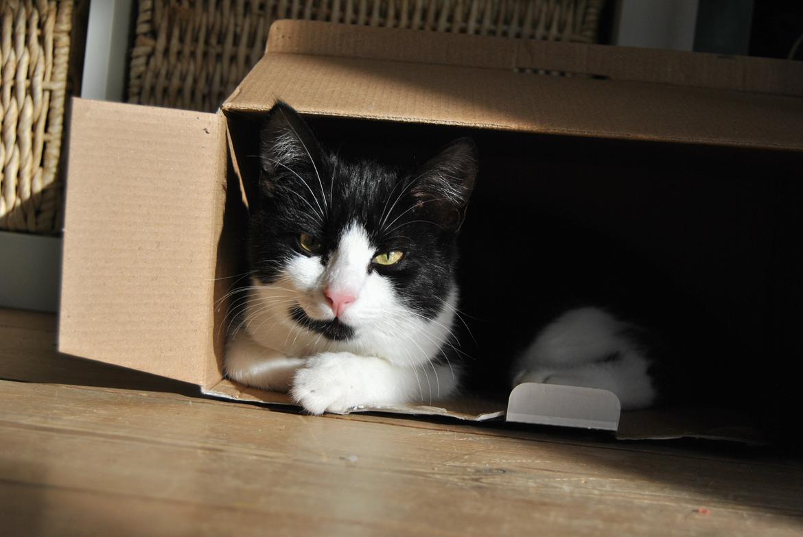 Huskat Misse billede 7