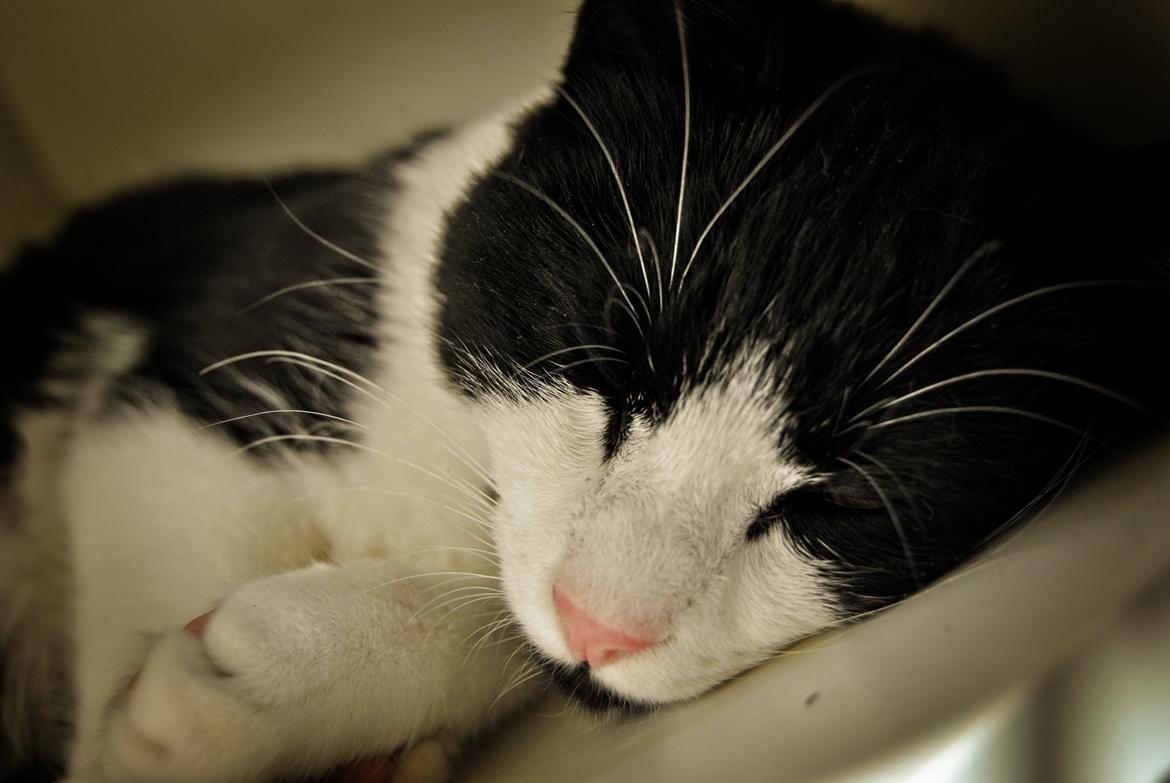 Huskat Misse billede 16