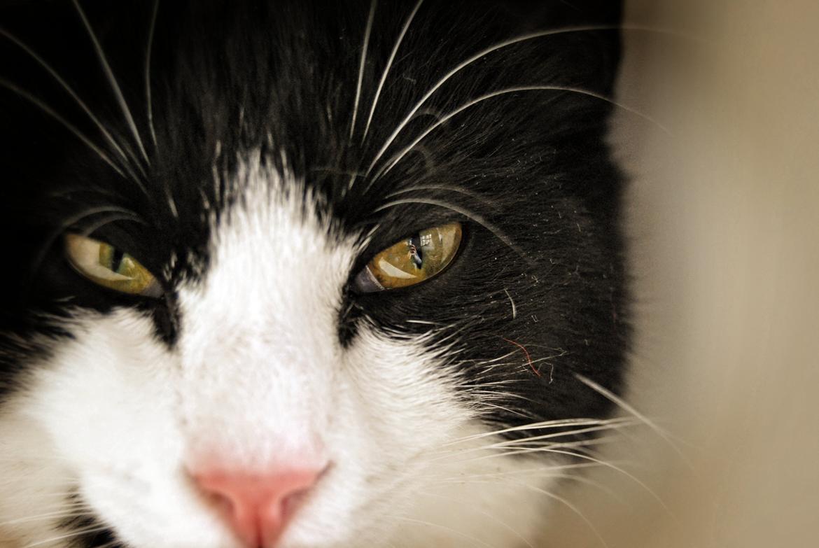 Huskat Misse billede 17