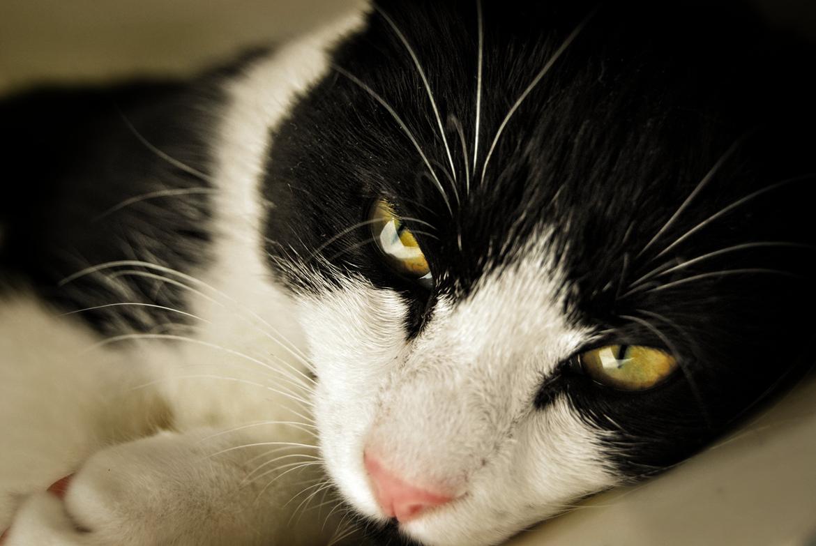 Huskat Misse billede 9