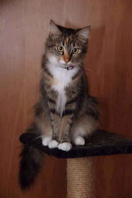 Huskat Mc Fluffy billede 1