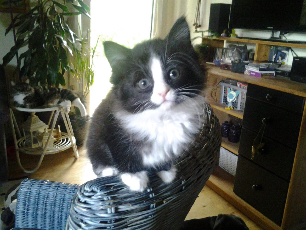 Blanding af racer Mille - Første gang jeg så Mille  billede 1