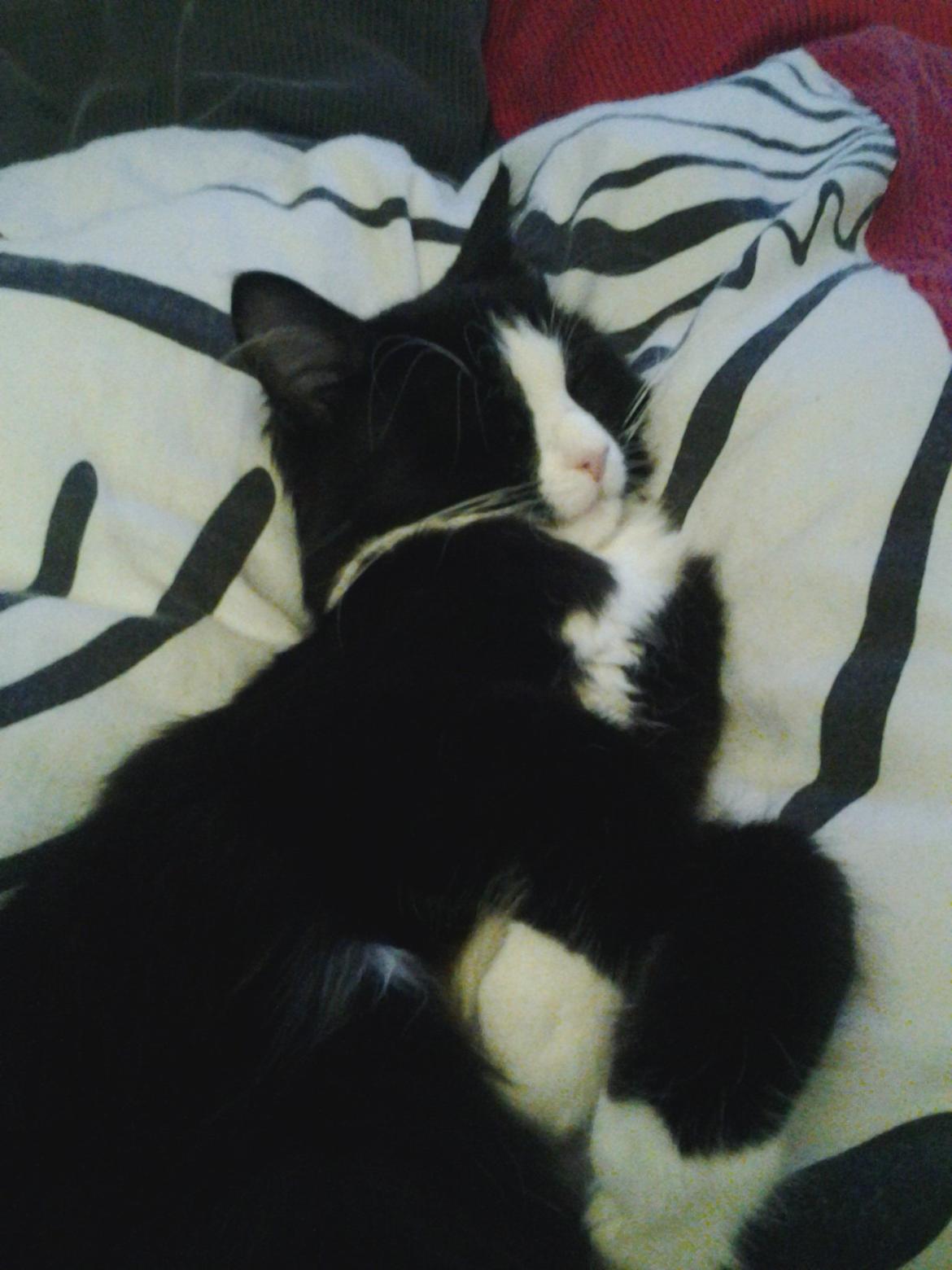 Blanding af racer Mille - Putter i sengen  billede 5