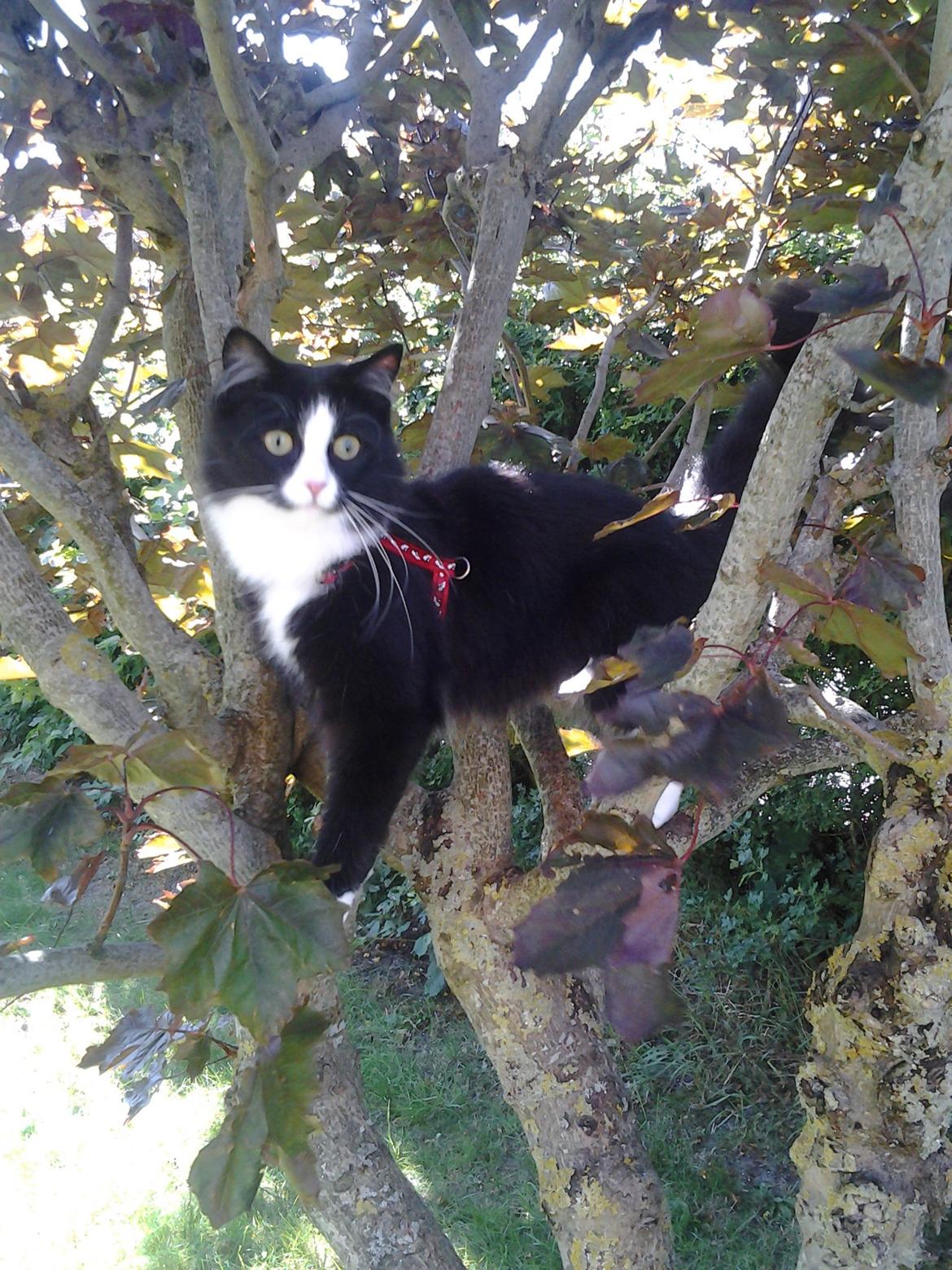 Blanding af racer Mille billede 7