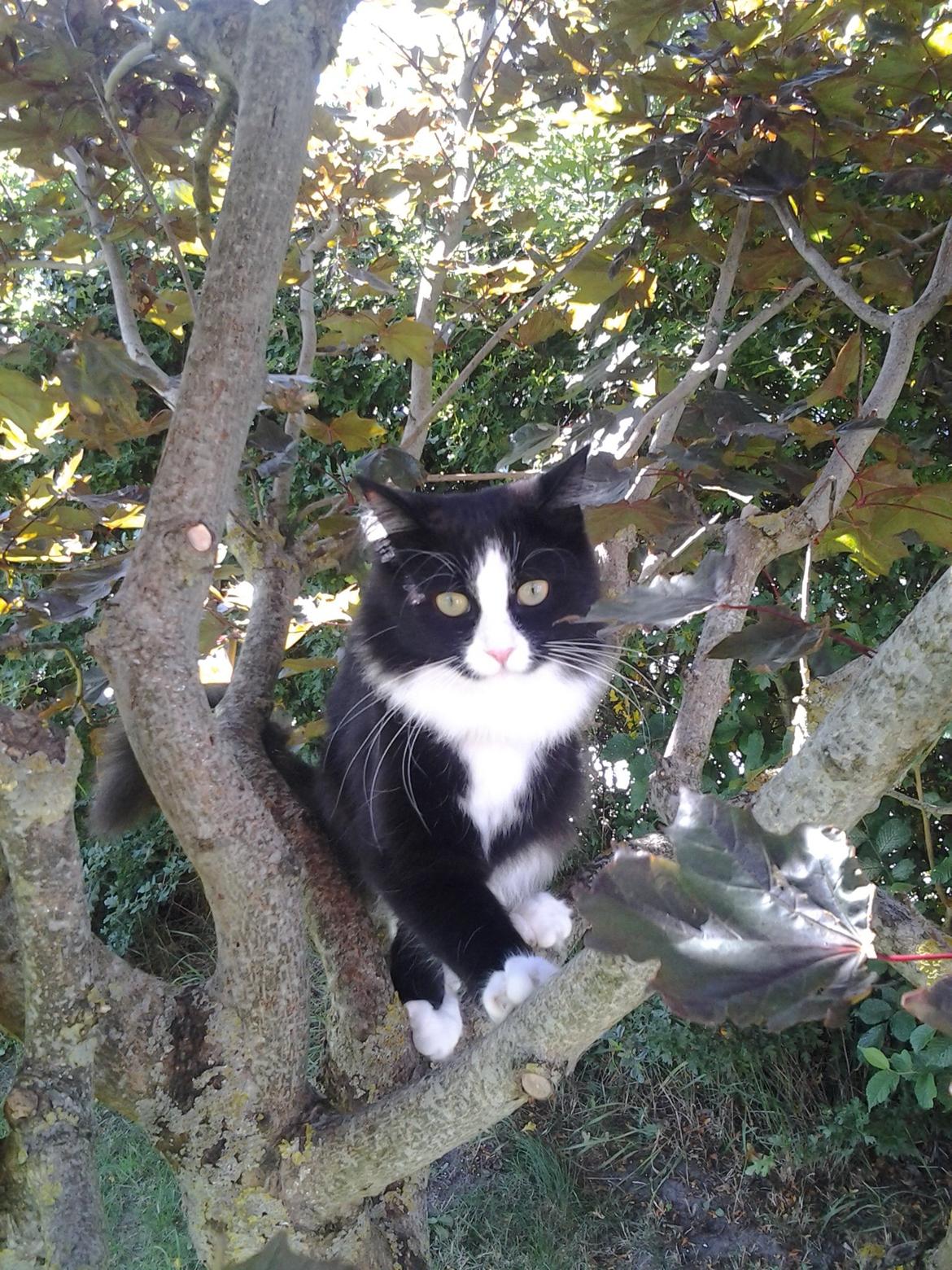 Blanding af racer Mille billede 8