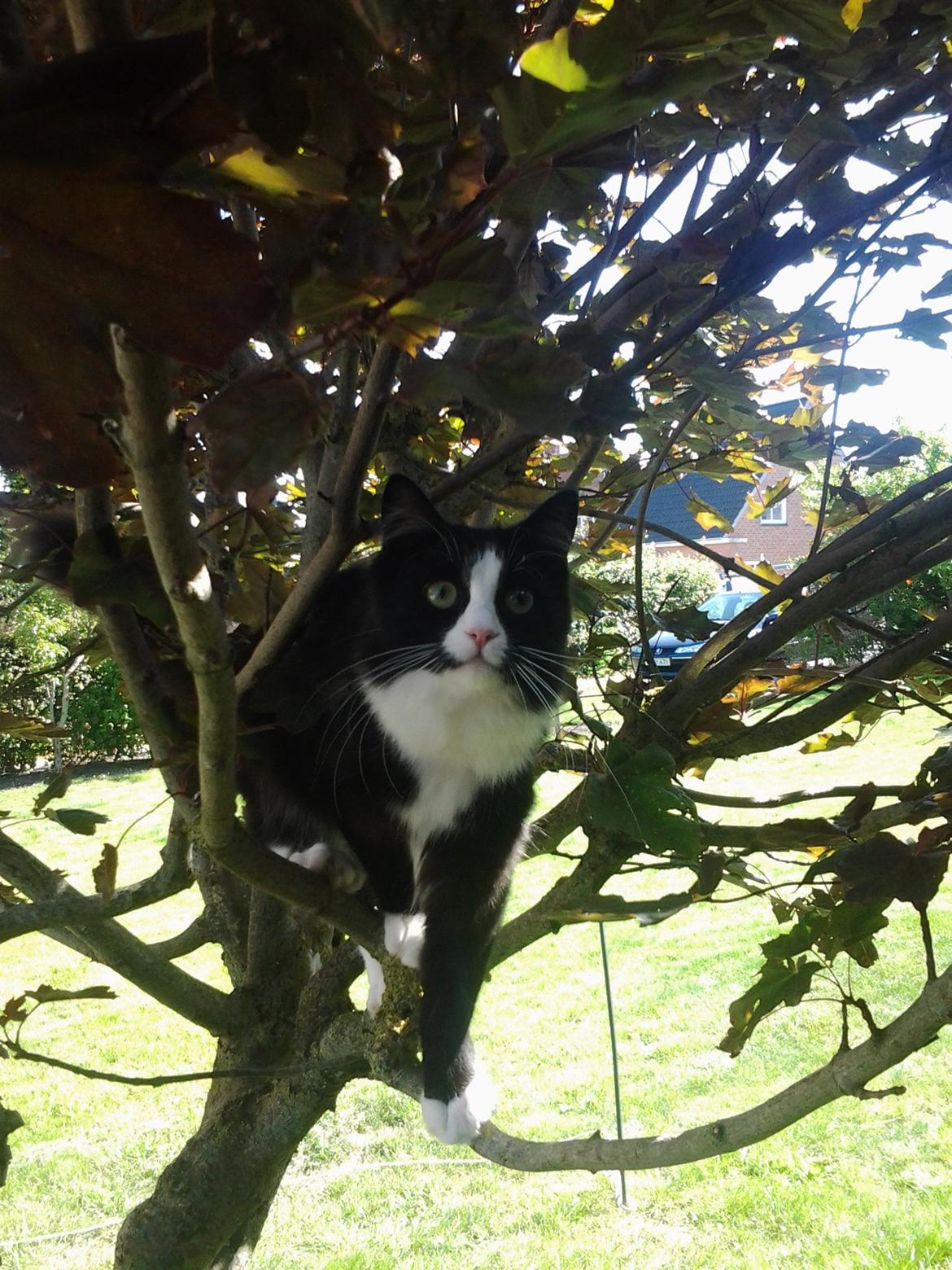 Blanding af racer Mille billede 9