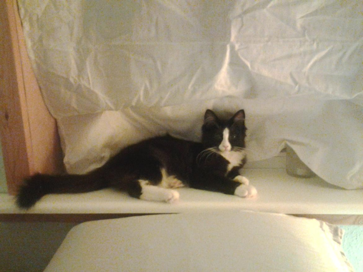 Blanding af racer Mille - En af de første aftener lige efter jeg havde fået Mille hjem billede 3