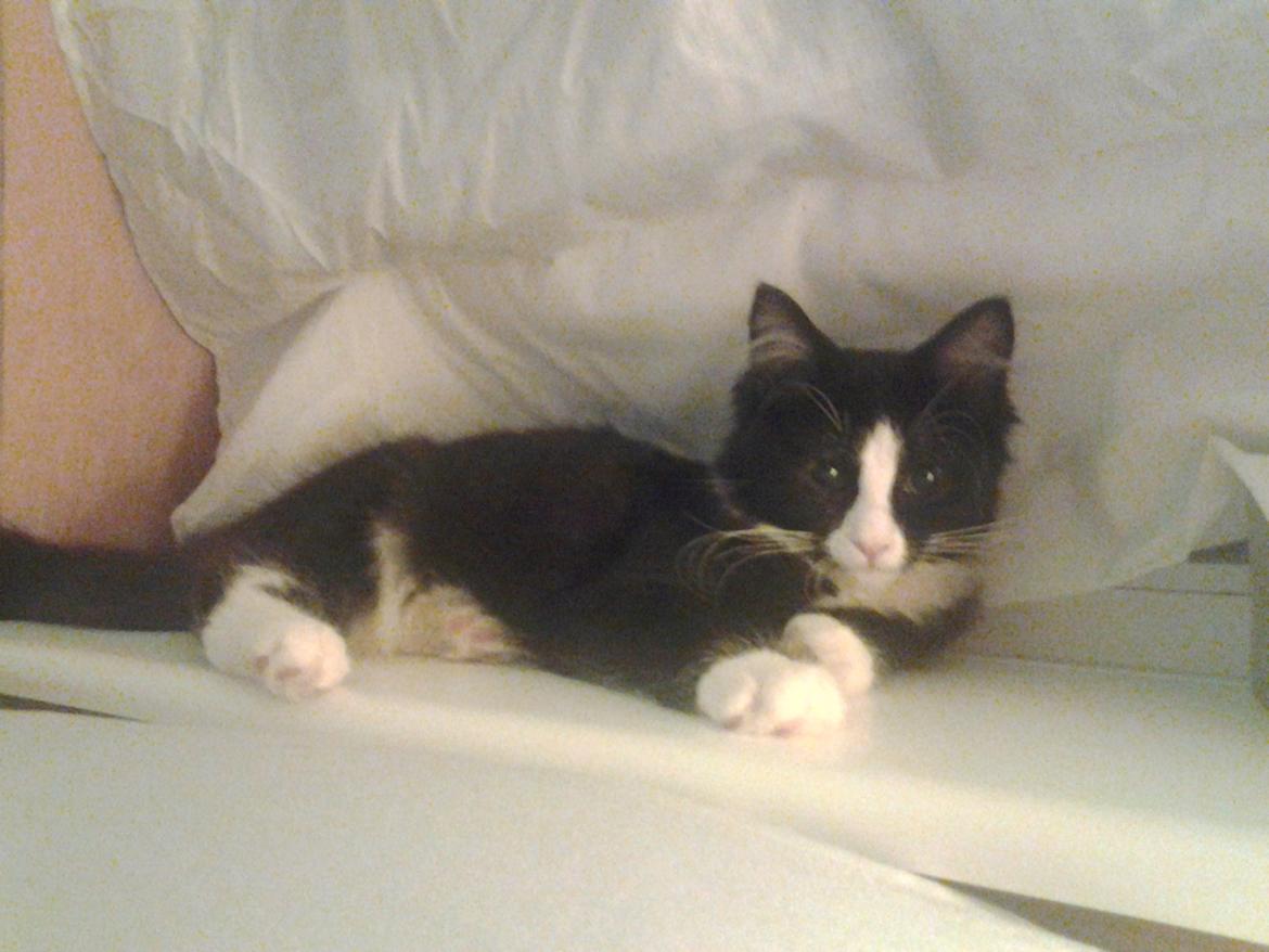 Blanding af racer Mille - Se lige det misse ansigt 
<3 billede 2